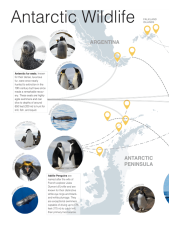 Antarctic Wildlife